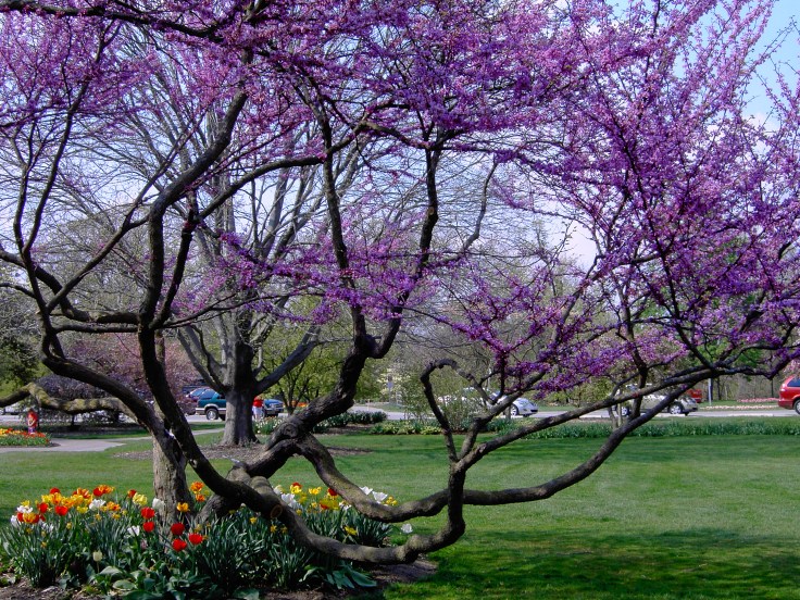 Gorgeous blooming tree at Foster Park