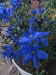 Photo by Dave Reusser