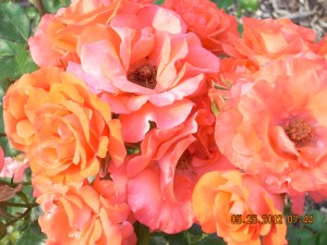 Photo of Orange Roses by Kayleen Reusser