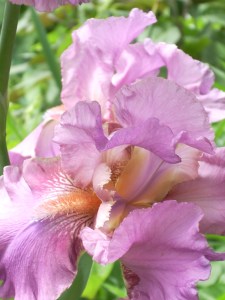 Taken at my brother-in-law's garden 2013