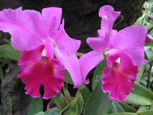 Photo by Dave Reusser