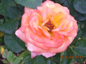 God can create such beauty like this rose from just a seed.