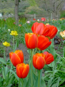 Tulips offer hope for renewal as does our Christian faith in God for a better future!